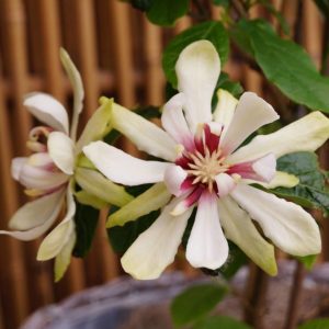 Калікант флорідус - Calycanthus floridus Venus (висота H 100-150 см, горщик 7.5л)