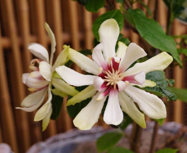 Калікант флорідус - Calycanthus floridus Venus (висота H 100-150 см, горщик 7.5л)