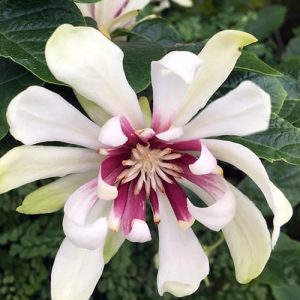 Калікант флорідус - Calycanthus floridus White Dress (висота H 80-130 см, горщик 7.5л)