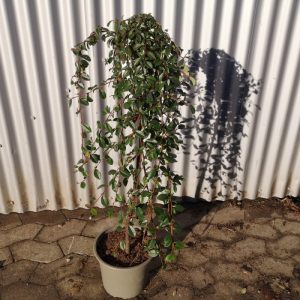 Кизильник Даммера - Cotoneaster dammeri Major Pa (на штамбі) (висота Pa 100-120 см, горщик 3л)