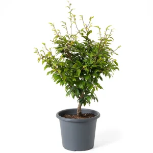 Бук європейський - Fagus sylvatica Sandrode (висота H 60-80 см, горщик 12л)