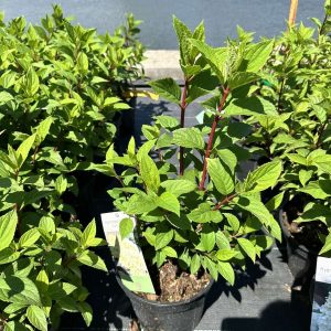 Гортензія волотиста – Hydrangea paniculata Diamontino PRB (висота H 30-40 см, горщик 3л)