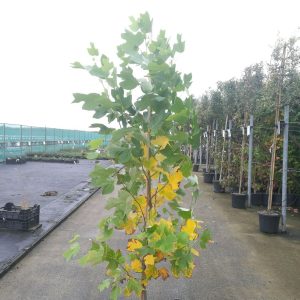 Ліріодендрон тюльпановий - Liriodendron tulipifera (висота H 140-160 см, горщик 3л)