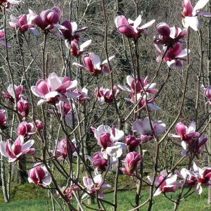 Магнолія – Magnolia soulangeana Pickards Ruby (висота H 100-150 см, горщик 7.5л)