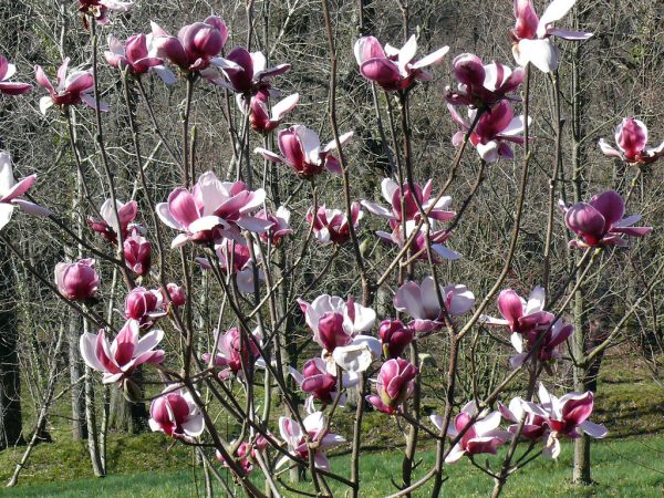 Магнолія – Magnolia soulangeana Pickards Ruby (висота H 100-150 см, горщик 7.5л)