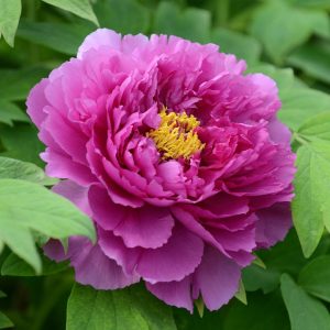 Peonia suffruticosa - Півонія кущова (висота H 20-30 см, горщик 2.5л)