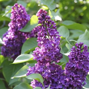 Бузок звичайний - Syringa vulgaris in assortment (висота H 80-120 см, горщик 10л)