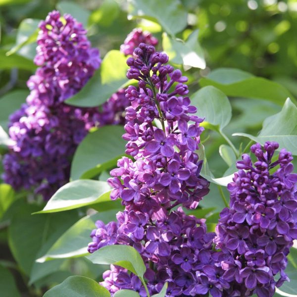 Бузок звичайний - Syringa vulgaris in assortment (висота H 80-120 см, горщик 10л)