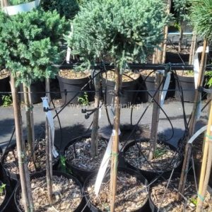 Ялівець лускатий - Juniperus squamata Tropical Blue Pa (на штамбі) (висота Pa 80-100 см, горщик 4/5л)