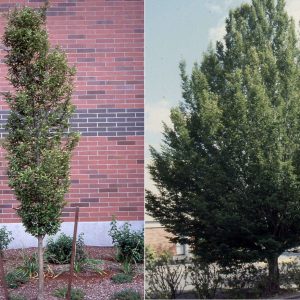 Граб звичайний - Carpinus betulus Fastigiata (висота H 180-250 см, горщик 30л)