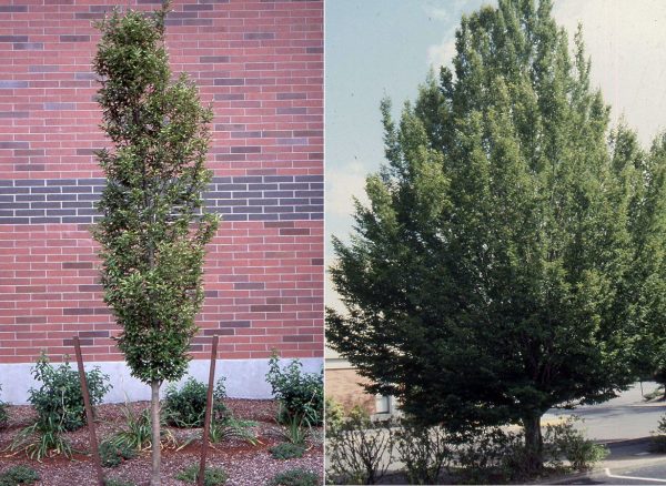 Граб звичайний - Carpinus betulus Fastigiata (висота H 180-250 см, горщик 30л)