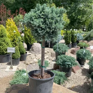 Ялівець лускатий - Juniperus squamata Blue Star Pa (на штамбі) (висота Pa 60-80 см, горщик 12л)