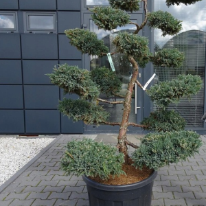 Ялівець лускатий - Juniperus squamata Blue Carpet (Нівакі) (висота H 140-160 см, горщик 60л)