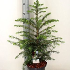 Ялина сербська - Picea omorika (висота H 30-40 см, горщик 7.5л)