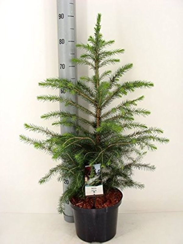 Ялина сербська - Picea omorika (висота H 30-40 см, горщик 7.5л)