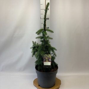 Ялина сербська - Picea omorika Pendula (висота H 30-50 см, горщик 5л)