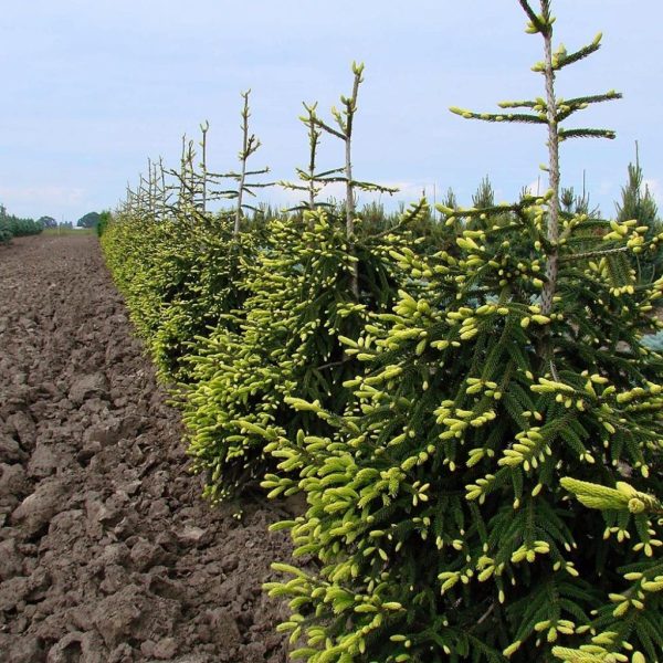 Ялина східна - Picea orientalis Aureospicata (висота H 200-250 см, горщик 80л)