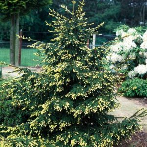 Ялина східна - Picea orientalis Aureospicata (висота H 250+ см, горщик 80л)