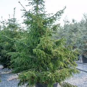 Ялина східна - Picea orientalis Aureospicata (висота H 300+ см, горщик 130л)