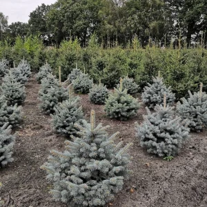 Ялина колюча - Picea pungens Super Blue Seedling (SBS) (висота H 60-70 см, ком землі)