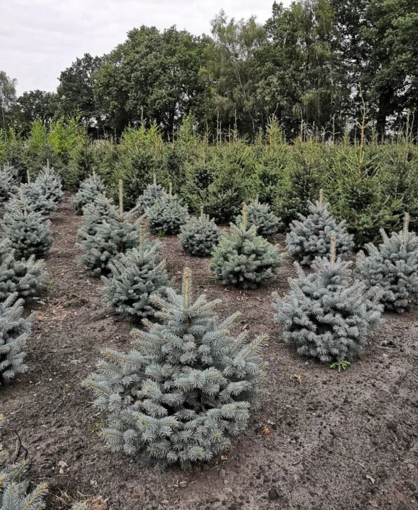 Ялина колюча - Picea pungens Super Blue Seedling (SBS) (висота H 60-70 см, ком землі)