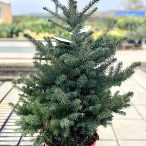 Ялина колюча - Picea pungens Super Blue Seedling (SBS) (висота H 60-80 см, горщик 15л)