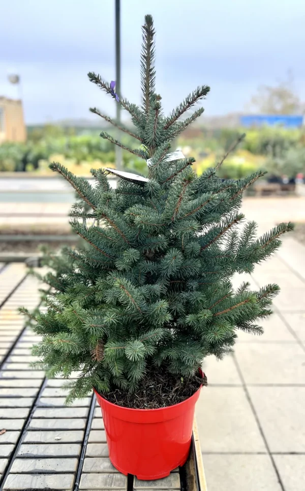 Ялина колюча - Picea pungens Super Blue Seedling (SBS) (висота H 60-80 см, горщик 15л)