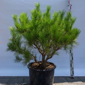 Сосна густоквіткова - Pinus densiflora Alice Verkade (висота H 100-120 см, горщик 25л)