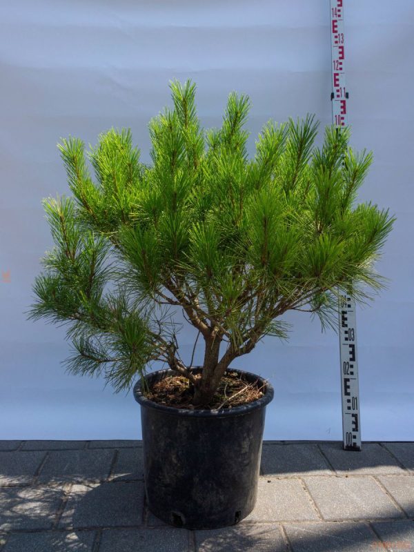 Сосна густоквіткова - Pinus densiflora Alice Verkade (висота H 100-120 см, горщик 25л)