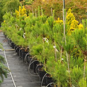 Сосна густоквіткова - Pinus densiflora Burkes Red Variegated (висота H 40-60 см, горщик 10л)