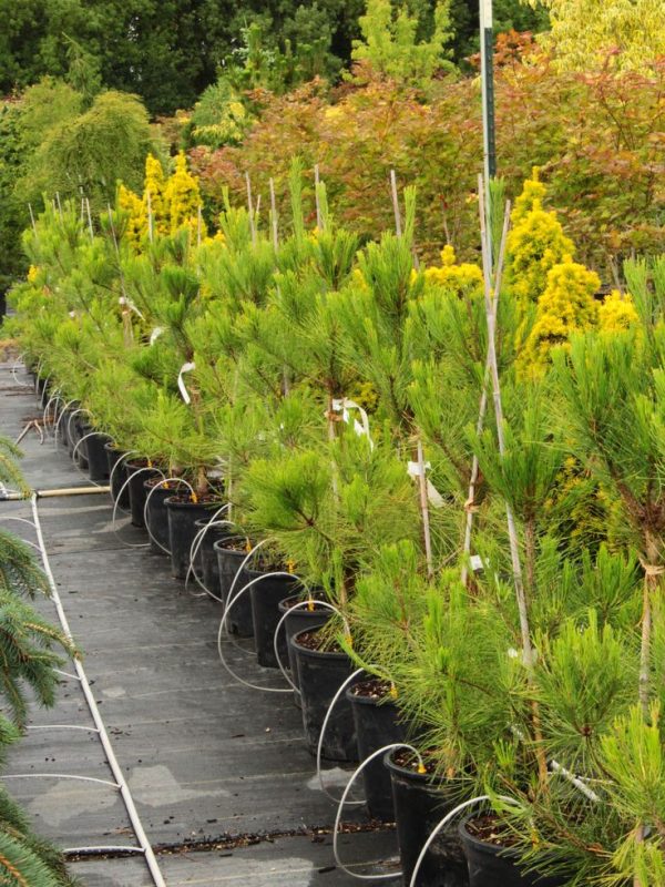 Сосна густоквіткова - Pinus densiflora Burkes Red Variegated (висота H 40-60 см, горщик 10л)