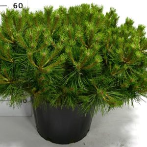 Сосна густоквіткова - Pinus densiflora Low Glow (діаметр D 30-40 см, горщик 20л)