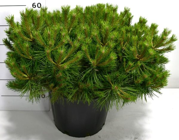 Сосна густоквіткова - Pinus densiflora Low Glow (діаметр D 30-40 см, горщик 20л)