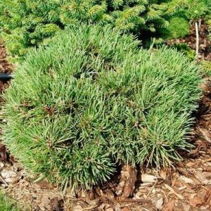 Сосна Дігенея - Pinus digenea Darko (діаметр D 40 см, горщик 15л)