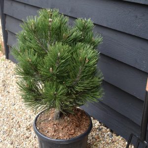 Сосна білокора - Pinus leucodermis Compact Gem (висота H 40-50 см, горщик 15л)