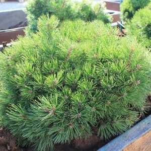 Сосна гірська - Pinus mugo Grune Welle (діаметр D 25-35 см, горщик 20л)