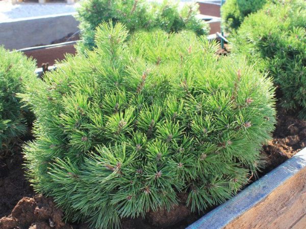 Сосна гірська - Pinus mugo Grune Welle (діаметр D 25-35 см, горщик 20л)