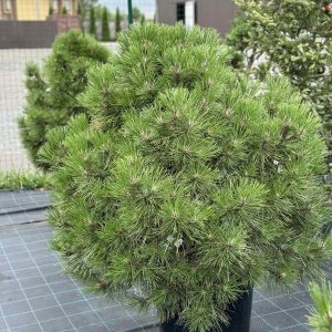 Сосна гірська - Pinus mugo Kleiner Prinz (діаметр D 35-45 см, горщик 20л)