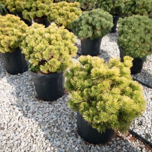 Сосна гірська - Pinus mugo Winter Gold (діаметр D 40-50 см, горщик 20л)