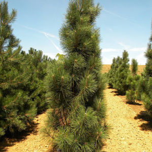 Сосна чорна - Pinus nigra Fastigiata (висота H 100-120 см, горщик 25л)