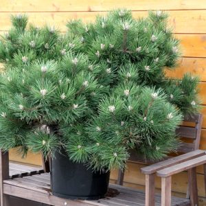 Сосна чорна - Pinus nigra Hornibrookiana (висота D 40-60 см, горщик 25л)