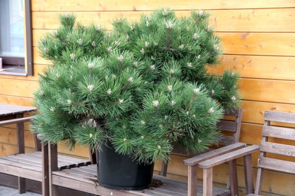 Сосна чорна - Pinus nigra Hornibrookiana (висота D 40-60 см, горщик 25л)