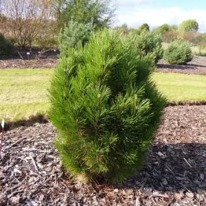 Сосна чорна - Pinus nigra Kleiner Turm (висота H 40-60 см, горщик 10л)