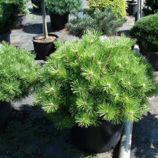 Сосна чорна - Pinus nigra Otto Compact (діаметр D 35-45 см, горщик 15л)