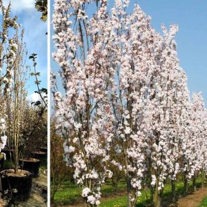 Сакура дрібнопильчаста - Prunus serrulata Amanogawa (висота H 180-250 см, горщик 25л)