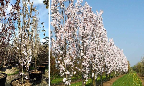 Сакура дрібнопильчаста - Prunus serrulata Amanogawa (висота H 180-250 см, горщик 25л)