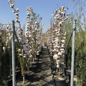 Сакура дрібнопильчаста - Prunus serrulata Amanogawa (висота H 140-180 см, горщик 25л)