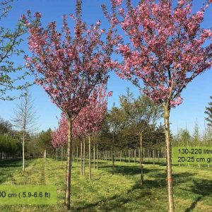 Сакура дрібнопильчаста - Prunus serrulata Kanzan (на штамбі) (висота Pa 180-200 см, горщик 30л)