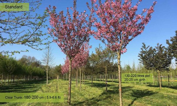 Сакура дрібнопильчаста - Prunus serrulata Kanzan (на штамбі) (висота Pa 180-200 см, горщик 30л)