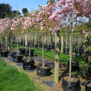 Сакура дрібнопильчаста - Prunus serrulata Kiku-Shidare-Zakura (на штамбі) (висота Pa 140-180 см, горщик 15л)